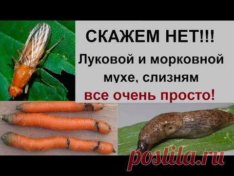 Как избавиться от луковой, морковной мухи, слизней и т.д.