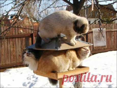 Птички:)