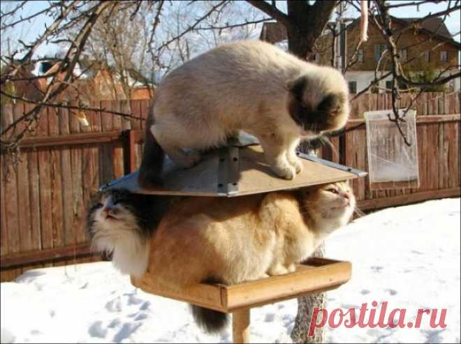 Птички:)