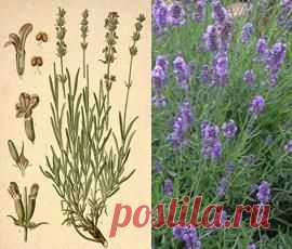 Лаванда узколистная, фото, описание, свойства, лечение.