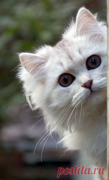 what about me?..... | Cats