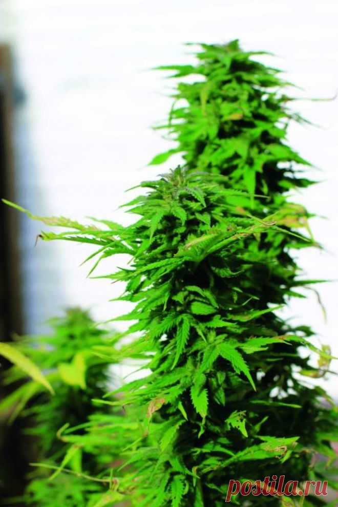 Massive Skunk
Genotype: 50% Indica
Genetics: Big Bud x Skunk
Height: up to 3 meters in open field
Flowering: 65-75 days
THC: 12-16%
Yield: 0.9-1.2 kg/m2 indoors, the end of September - beginning of October outdoors

One of the most well-known hybrids from the Rastaman Seeds collection, Skunk can’t be confused with any other strain - it can be identified momentarily by its powerful aroma. 
#Rastaman_Seeds