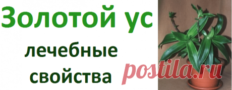 Полезные свойства золотого уса и применение в народной медицине | Советы целительницы