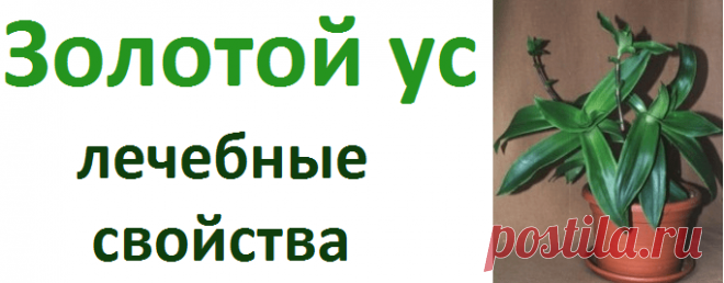 Полезные свойства золотого уса и применение в народной медицине | Советы целительницы