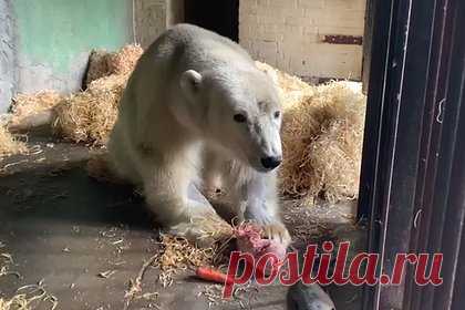 Частично парализованный медведь Диксон смог пошевелить лапой. Раненый краснокнижный медведь Диксон, найденный на одноименном острове в сентябре, смог пошевелить задней лапой, которая до этого была парализована. Медведь проходит реабилитацию в Московском зоопарке и ежедневно тренируется с ветеринарами. В ходе занятий медведь достает из коробок еду, обернутую бумагой.