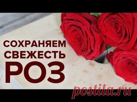 Как сохранить розы в вазе намного дольше -  6 правил