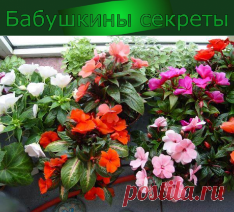 Комнатные цветы цветущие круглый год, фото и названия. Бальзамин цветет практически круглый год. Светолюбив, но нужно исключить попадание на него прямых солнечных лучей. Осенью и зимой при недостатке солнечного света прекрасно продолжает цветение при искусственном освещении.