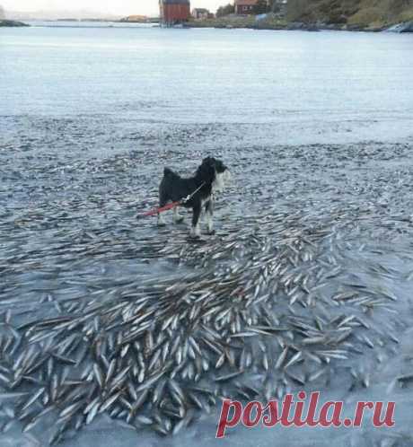 Удивительные фотографии вещей, которые вы вряд ли увидите вживую #2  😱
1. Так выглядит человек, который выпил стакан воды.
2. На самом деле это не вода.
Это молоко.
3. Так выглядит еда, которая не была куплена.
4. Так выглядят продукты, которые не были куплены.
5. Так выглядит тот, кто не может принять решение.
6. Это кусок колбасы.
7. А это кусок сыра.
8. А это — не сыр.
9. Это хлеб.
10. А это хлеб.
11. А это булочка.
12. А это мороженое.
13. А это йогурт.
14. А это овощи.
15. А это фрукты.
1…