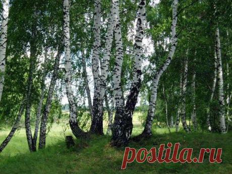 Берёзовый сок для красоты и здоровья (рецепты)