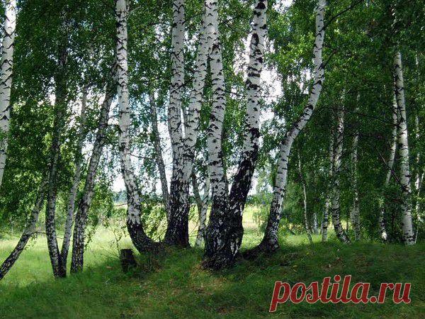 Берёзовый сок для красоты и здоровья (рецепты)