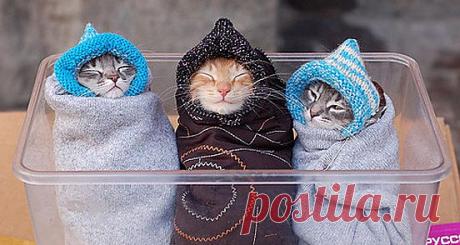 Котята