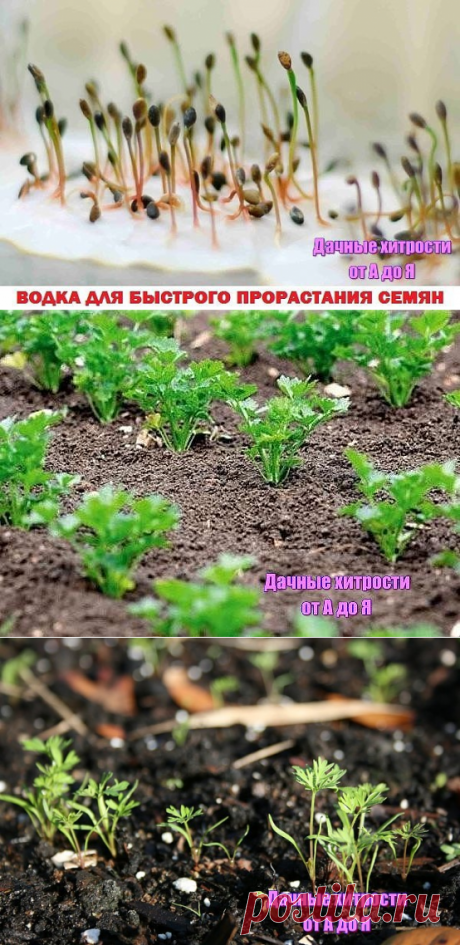 (7) Одноклассники ВОДКА ДЛЯ БЫСТРОГО ПРОРАСТАНИЯ СЕМЯН