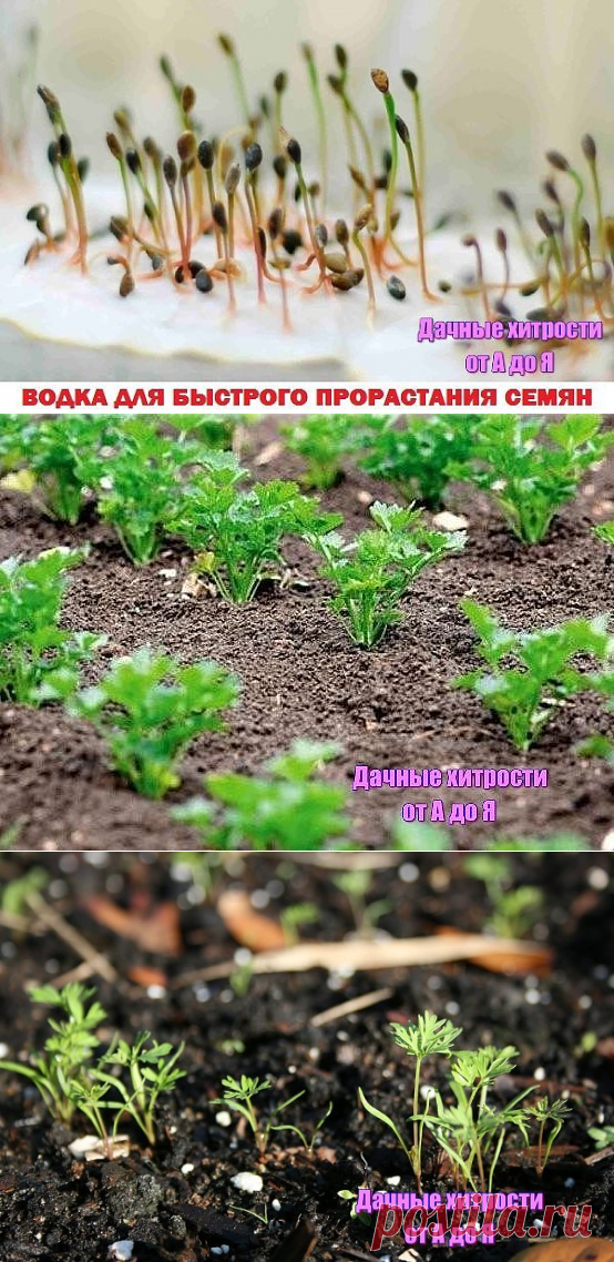 (7) Одноклассники ВОДКА ДЛЯ БЫСТРОГО ПРОРАСТАНИЯ СЕМЯН