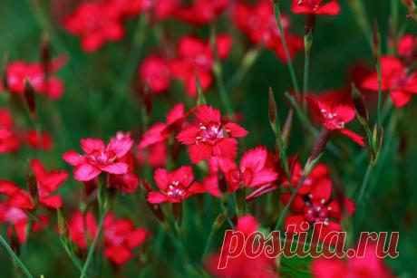 12 многолетников с красными цветками: подборка огненных видов