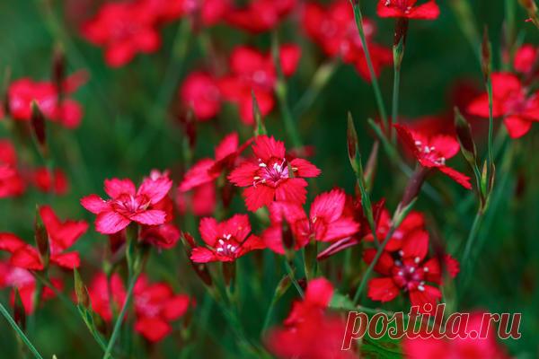 12 многолетников с красными цветками: подборка огненных видов