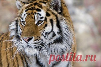 В Приморье заметили тигра с сенаторскими бакенбардами