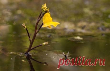 В одном из уездов Румынии обнаружено редкое плотоядное растение пузырчатка обыкновенная | Живой мир - природа