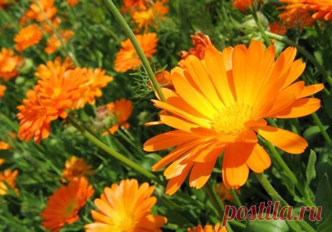 Оранжевое чудо: календула. | Народная медицина