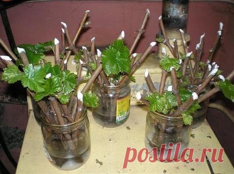 8 ПРАВИЛ УСПЕШНОГО ЧЕРЕНКОВАНИЯ

О том, что можно вырастить растение из черенка, который пустит корешки в банке с водой на подоконнике, знают практически все дачники. Но, увы, не всегда и не со всеми растениями этот опыт бывает успешен. Но, если вы запомните несколько несложных правил, это позволит вам избежать многих ошибок при разведении декоративных и плодовых культур.

Правило 1. Обычно для черенка мы используем то, что всегда найдется под рукой. Чаще всего это стеклян...