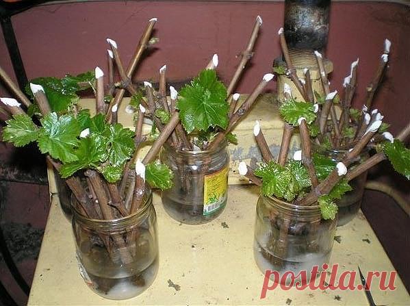 8 ПРАВИЛ УСПЕШНОГО ЧЕРЕНКОВАНИЯ

О том, что можно вырастить растение из черенка, который пустит корешки в банке с водой на подоконнике, знают практически все дачники. Но, увы, не всегда и не со всеми растениями этот опыт бывает успешен. Но, если вы запомните несколько несложных правил, это позволит вам избежать многих ошибок при разведении декоративных и плодовых культур.

Правило 1. Обычно для черенка мы используем то, что всегда найдется под рукой. Чаще всего это стеклян...