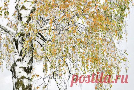 Золотая береза. Обратите внимание, какая необычная окантовка белого цвета у листьев. (Фото Herfried Marek | Wildlife Photographer of the Year 2014):