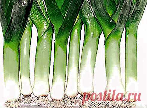 Лук-порей для начинающих | НА ЗАВАЛИНКЕ