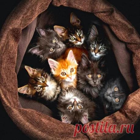 Google+