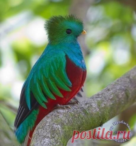 Квезаль - редкая птица, вымирающий вид. Священная птица майя.