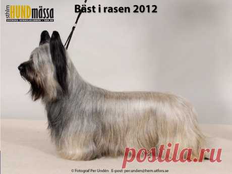 SKYETERRIER AZ CH BG CH CY CH EUW-12 FI UCH GE CH HR CH IE CH LT CH LU CH MD CH NORD V-11 SE UCH FINNSKY MOMENTOUS Ägare: ELIZABETH STEWART, LISTOWEL COUNTY KERRY, IRLAND Uppfödare: DAHLBOM THEA & KITTI CARINA, FINLAND