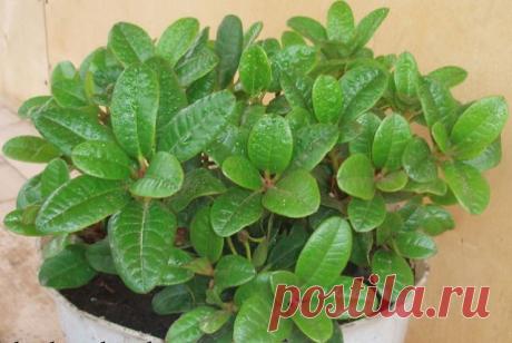 СЕКРЕТЫ ВЫРАЩИВАНИЯ АЗАЛИЙ

При заботливом уходе азалии становятся с каждым годом всё красивее. После цветения нужно обрезать все отцветшие цветки и загущённые побеги. Обрезка побегов необходима несколько раз ранним летом, чтобы сформировать пышный кустик. Также прищипываются молодые побеги, образующиеся непосредственно перед, или во время цветения.

Азалии любят свет до полутени, но не выносят солнце. Обеспечьте ей прохладу (осенью и зимой 5-10 градусов для вызревания бут...