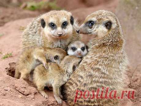 &gt;&gt; Животные в фотографиях | ФОТО НОВОСТИ