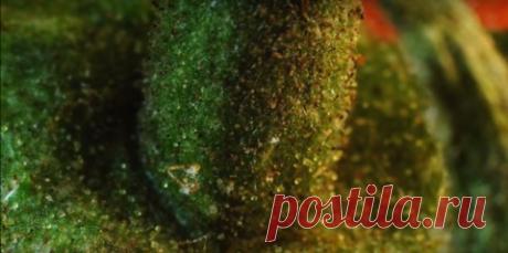 Привычные и незнакомые: сможете ли вы узнать эти предметы в макрофотографии?