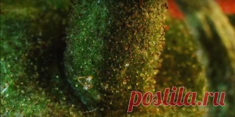 Привычные и незнакомые: сможете ли вы узнать эти предметы в макрофотографии?