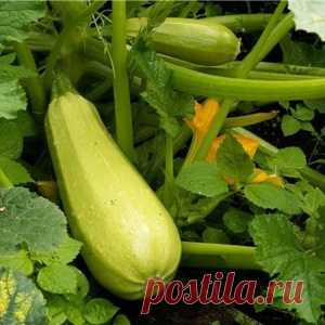 Проблема с кабачками и простые способы их решения - МирТесен