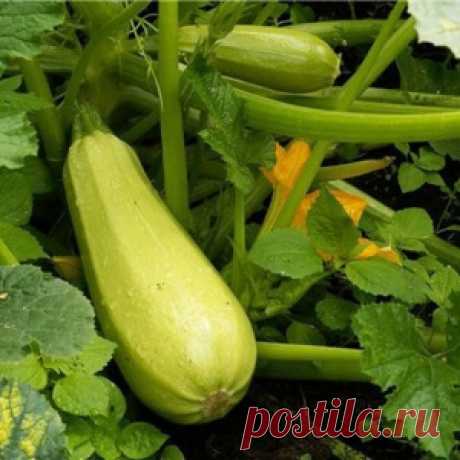 Проблема с кабачками и простые способы их решения - МирТесен