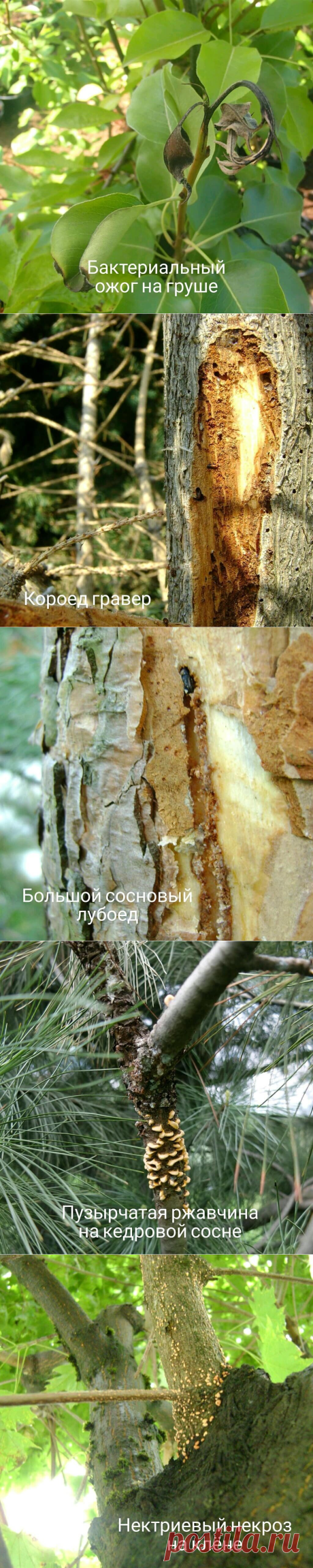 Обработка сада от вредителей и болезней: когда, как и чем? (советы профессинального агронома) | ВАШ ГИД 🍀 В САД🌹 И ОГОРОД 🍅 | Яндекс Дзен
