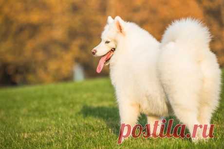 Самоед. Информация о породе собак самоед: особенности и уход
🐕 🐕  Своей беззаботной улыбкой, дружелюбным нравом и богатой шерстью самоеды определенно заслужили место в сердцах своих хозяев и любителей. В этих красивых собаках заложена ДНК служебной собаки, но их интеллект и любящий характер делают их прекрасными компаньонами. 

👉 Читайте дальше, чтобы узнать больше о породе и понять, есть ли у вас все необходимое, чтобы стать владельцем самоеда.
Изображение от fanjianhua на Freepik