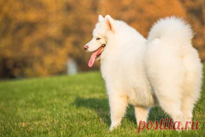 Самоед. Информация о породе собак самоед: особенности и уход
🐕 🐕  Своей беззаботной улыбкой, дружелюбным нравом и богатой шерстью самоеды определенно заслужили место в сердцах своих хозяев и любителей. В этих красивых собаках заложена ДНК служебной собаки, но их интеллект и любящий характер делают их прекрасными компаньонами. 

👉 Читайте дальше, чтобы узнать больше о породе и понять, есть ли у вас все необходимое, чтобы стать владельцем самоеда.
Изображение от fanjianhua на Freepik