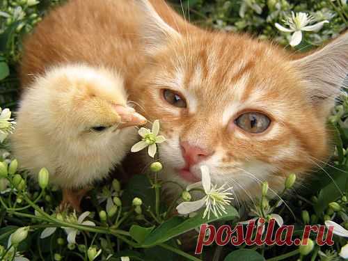 Мой Мир@Mail.Ru