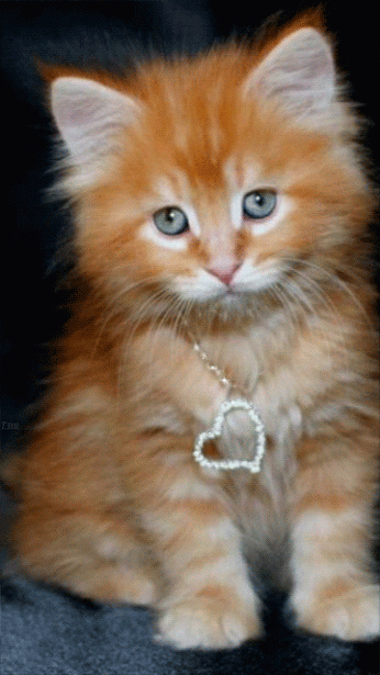 MAGO RO – Google+