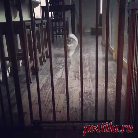 Щенок и забор