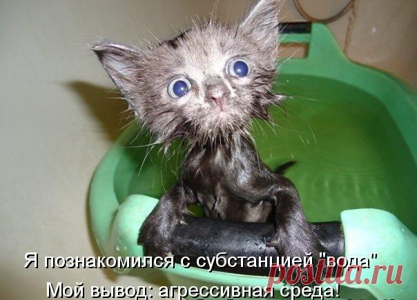 Новый выпуск с котиками - 27 января - страница 2