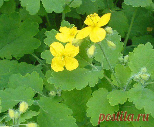 полипов народными средствами | Народная медицина