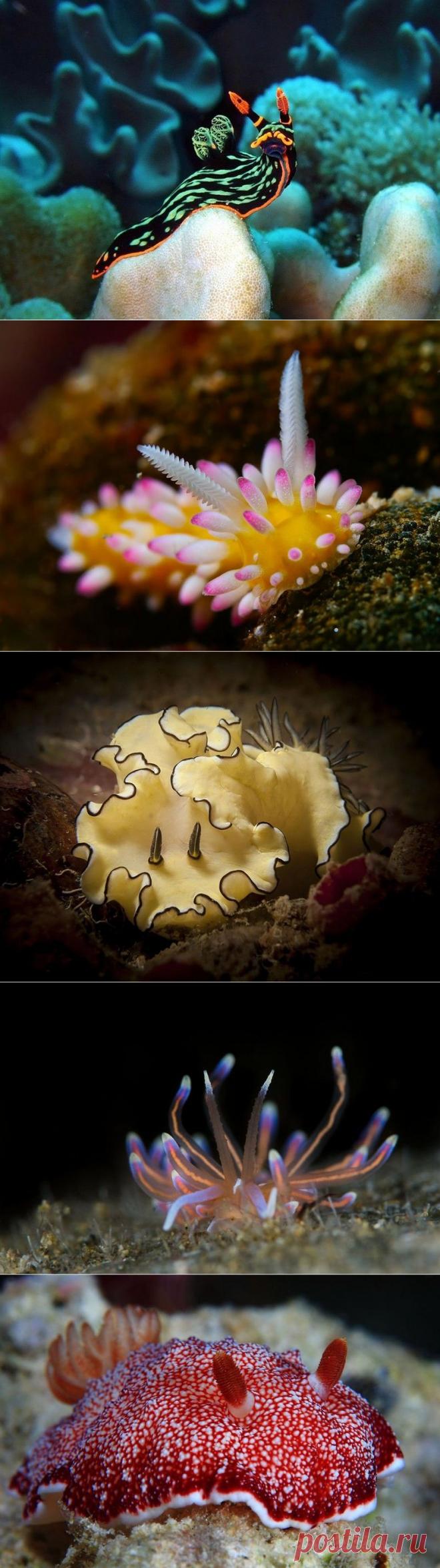 Потрясающая красота морских моллюсков - Всё самое красивое и интересное