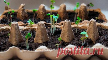 Ёмкости для выращивания рассады: выбираем лучшие