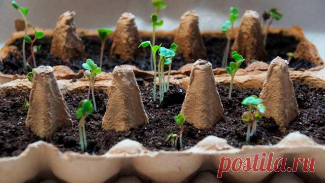 Ёмкости для выращивания рассады: выбираем лучшие