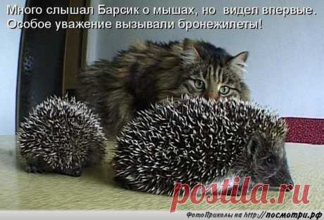 Мой Мир@Mail.Ru