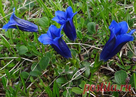Цветок гентиана или горечавка