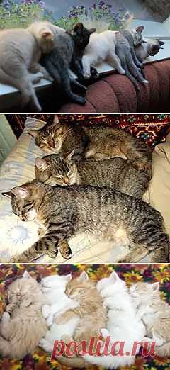 КотоФото - Фотографии Хроники