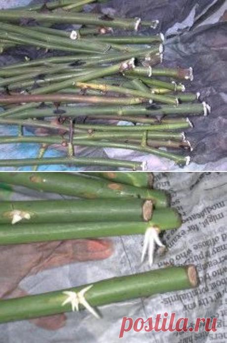 Буррито – простой и эффективный метод размножения роз